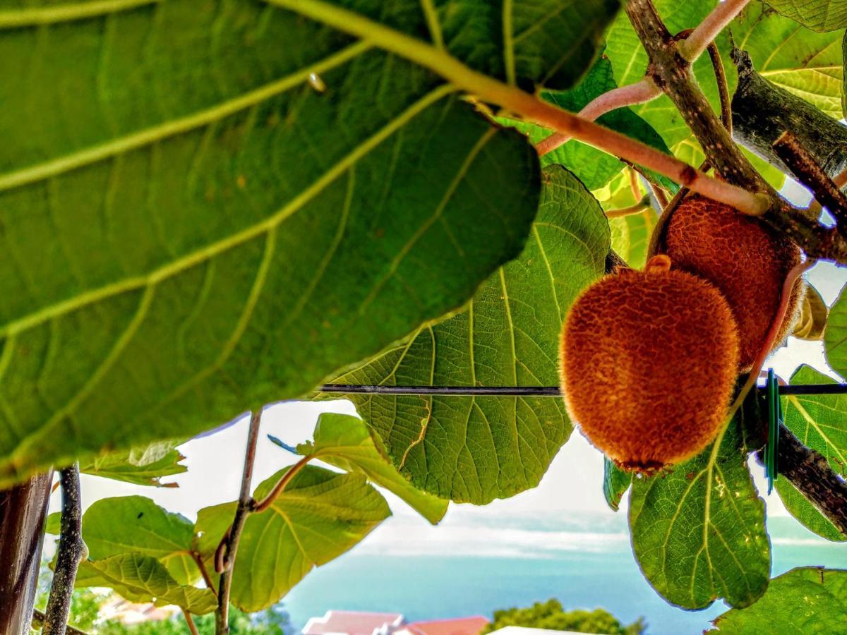 Kiwi & Olive Lejlighed Brela Eksteriør billede
